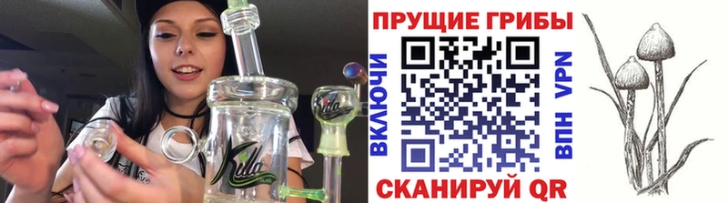дарнет шоп  Вилючинск  Псилоцибиновые грибы Cubensis 